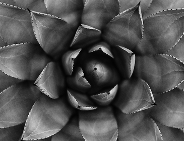 Plant insights square